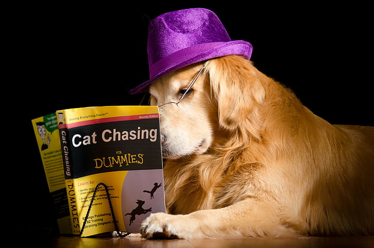 Dog, book, hat, golden retriever with cat chasing dummies book