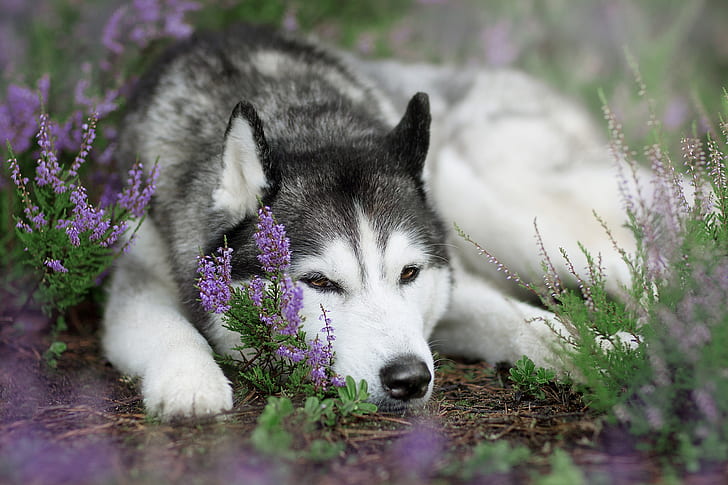 dog, Siberian Husky, animals, flowers, HD wallpaper