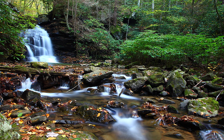 Summer Forest Creek-HD Desktop Wallpaper, water, tree, scenics - nature, HD wallpaper