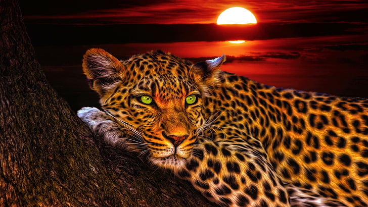 animal, leopard, sunset, wildlife, mammal, trunk, big cats