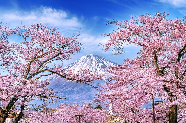 cherry, spring, Japan, Sakura, flowering, mount Fuji, landscape, HD wallpaper