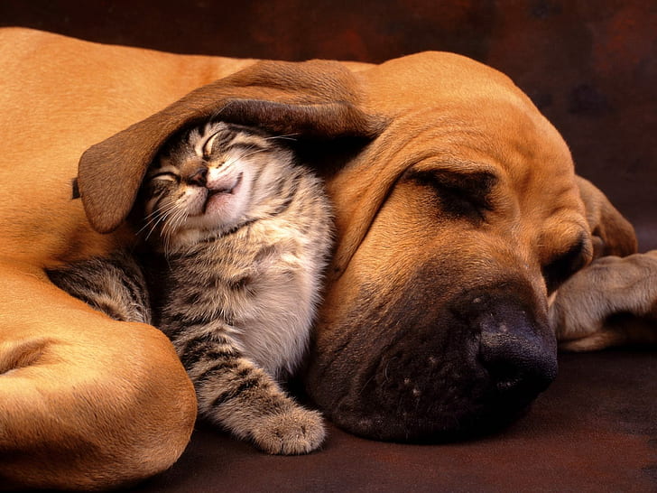 My Best Friend, tan bloodhound and brown tabby kitten, HD wallpaper