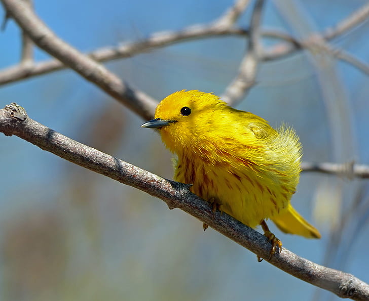 selective focus photography of yellow short beak bird perching on branch, yellow warbler, yellow warbler, HD wallpaper