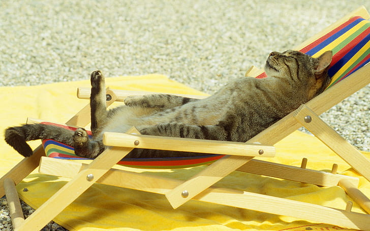 Cat sunbath chill, funny, HD wallpaper