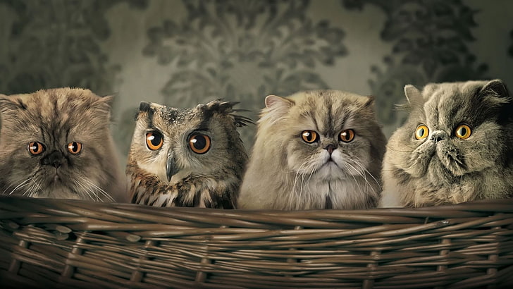 three cats and one owl painting, pets, animal themes, domestic, HD wallpaper