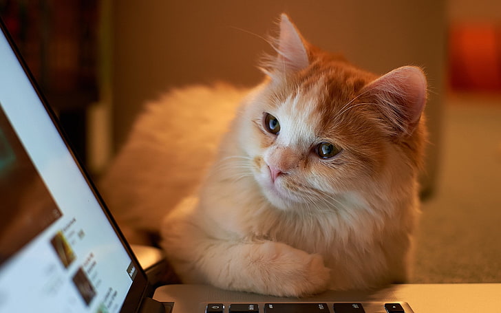 cat, laptop, animals, domestic, pets, animal themes, mammal, HD wallpaper