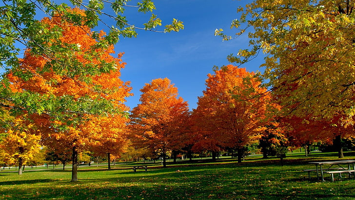 orange trees, fall, park, autumn, plant, change, beauty in nature, HD wallpaper