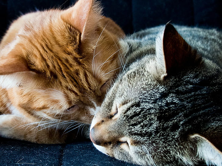 orange and gray tabby cats, cat, International Cat day, gatto, HD wallpaper