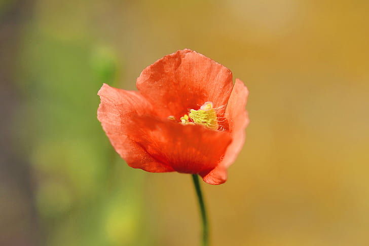 selective focus photography of red petaled flower, Corn Poppy, HD wallpaper