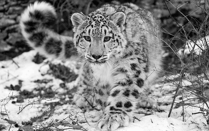 snow leopards, animals, monochrome, leopard (animal), animal themes, HD wallpaper