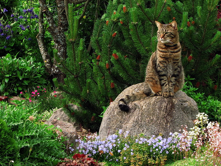 short-haired brown cat, grass, flowers, garden, rock, sitting