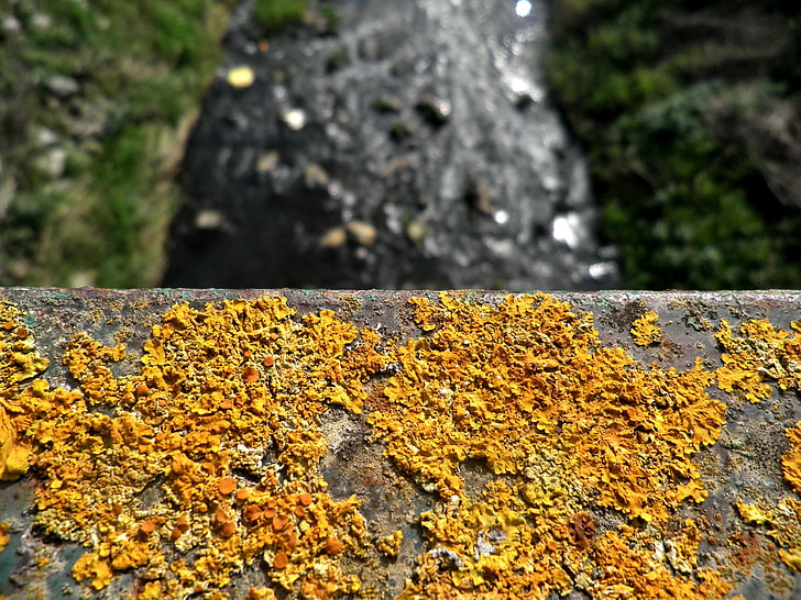 yellow rust, blurred, day, lichen, focus on foreground, nature