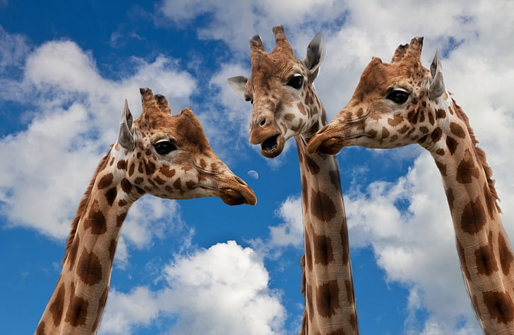 Small Talk, three brown giraffes, Funny, Wild, Clouds, bluesky