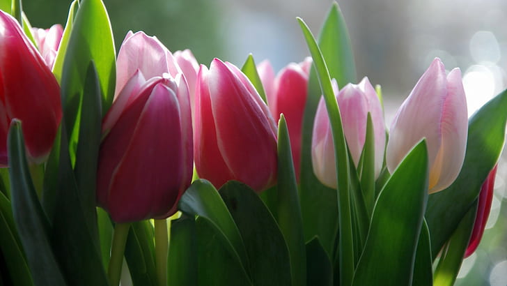 Flower, tulips, background images, pink tulip lot, HD wallpaper