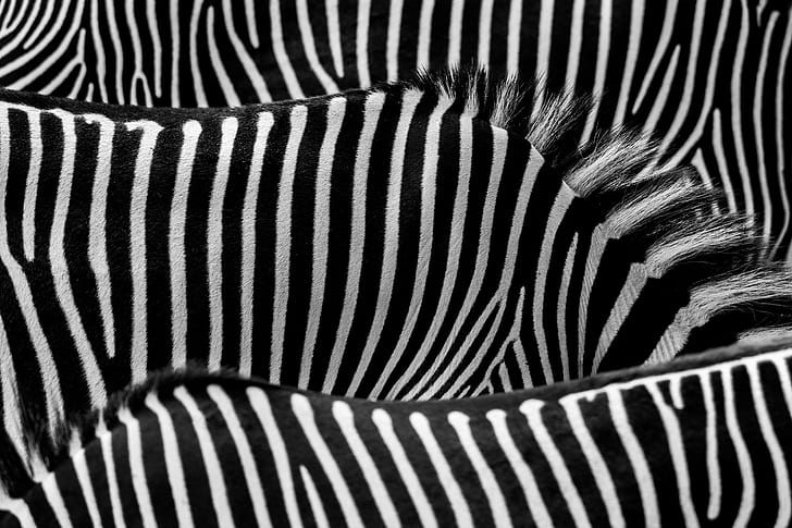 zebra painting, Stripes, B/W, striped, pattern, black Color, black And White, HD wallpaper
