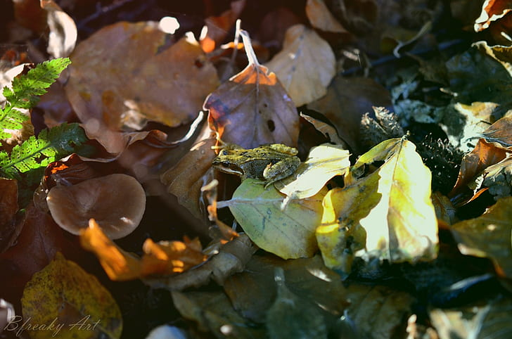 nature, frog, leaves