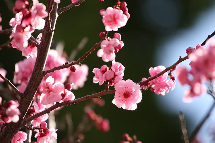 macro shot of cherry blossom flowers, Cherry Blossoms, II, bloom, HD wallpaper