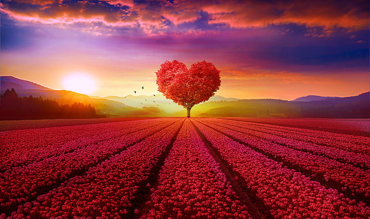 Love heart, Tree, Flower garden, Heart tree, Sunrise, Scenery, HD wallpaper