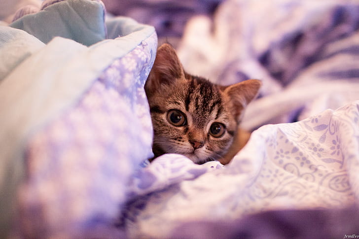 gray and brown Tabby kitten on purple textile, domestic Cat, pets, HD wallpaper