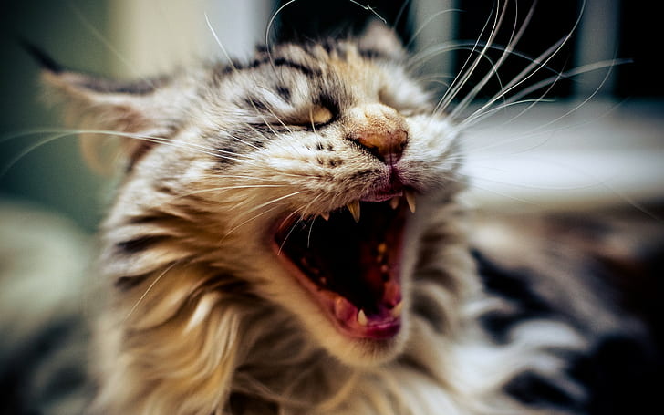 cat, animals, open mouth, closeup, yawning, HD wallpaper