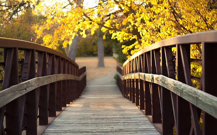 brown wooden bridge, trees, leaves, river, plant, railing, wood - material, HD wallpaper