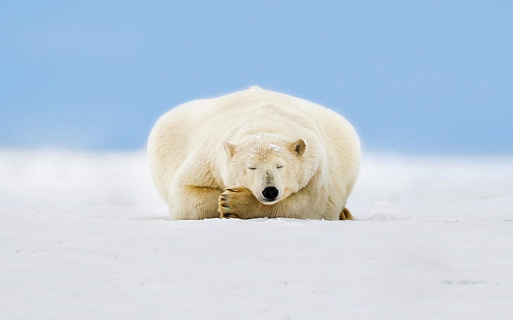 Alaska, polar bear sleep, ice, snow, HD wallpaper