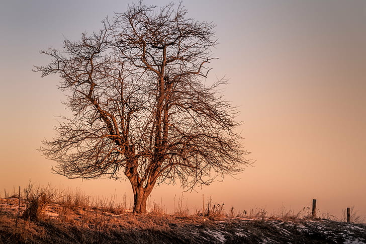 dried tree screenshot, mornings, alone, Canon EOS 5D Mark IV, HD wallpaper