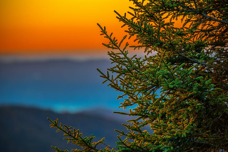 green plant during daytime, pine tree, blue ridge parkway, pine tree, blue ridge parkway, HD wallpaper