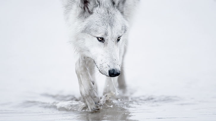 white wolf, animals, one animal, animal themes, animals in the wild, HD wallpaper