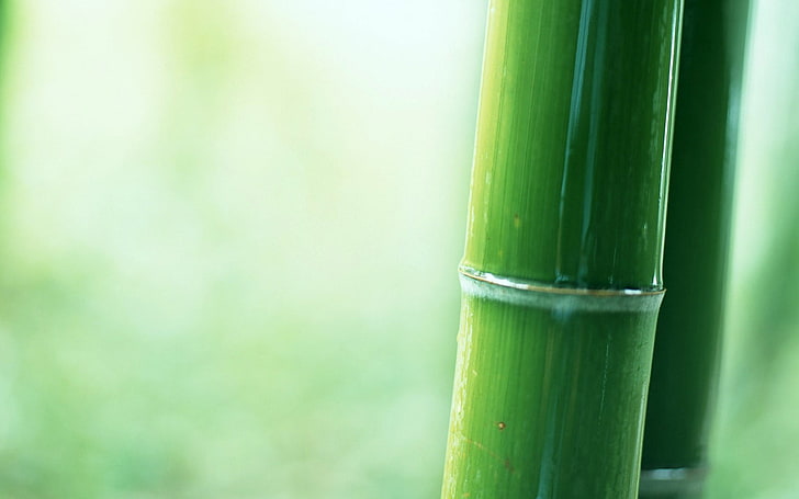 shallow focus photography of bamboo, plants, green, depth of field, HD wallpaper