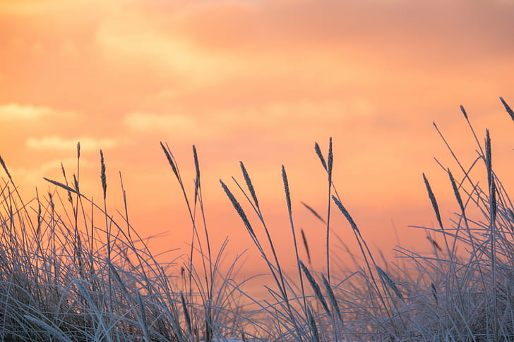 focus photo of wheat plant, Frosty, sunrise, cold, rime, vinter