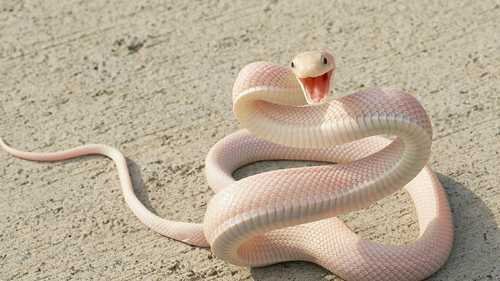 shallow focus photography of white snake, Pink Snake, asphalt, HD wallpaper