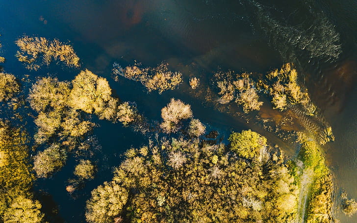 nature, trees, water, aerial view, HD wallpaper