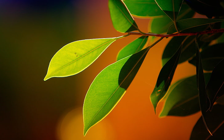 green leaf plant, plants, nature, macro, bokeh, plant part, close-up, HD wallpaper