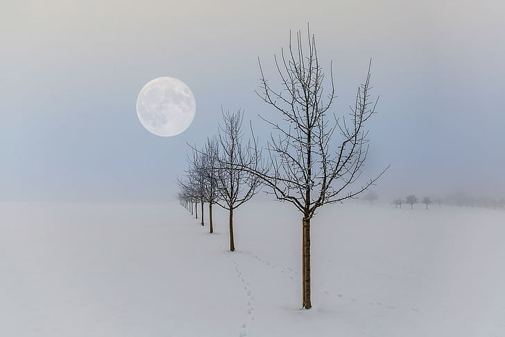 winter, Moon, landscape, nature, seasons, trees, HD wallpaper