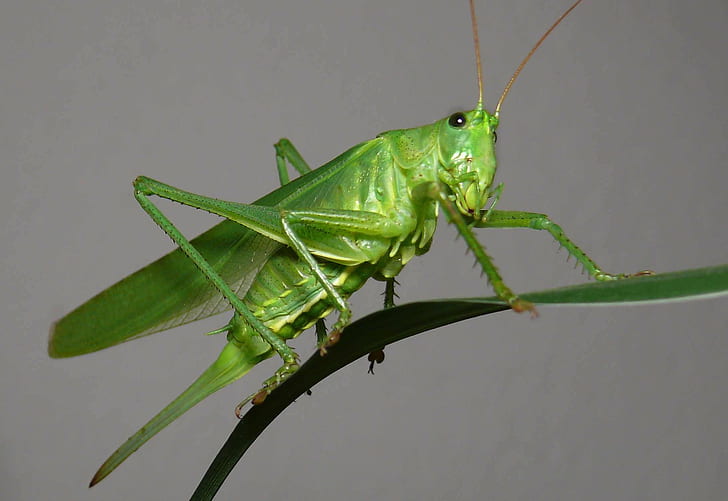 grasshopper, insect