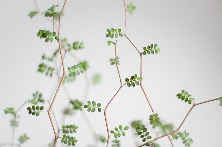 macro shot of green leaves with brown stem, sophora, sophora, HD wallpaper