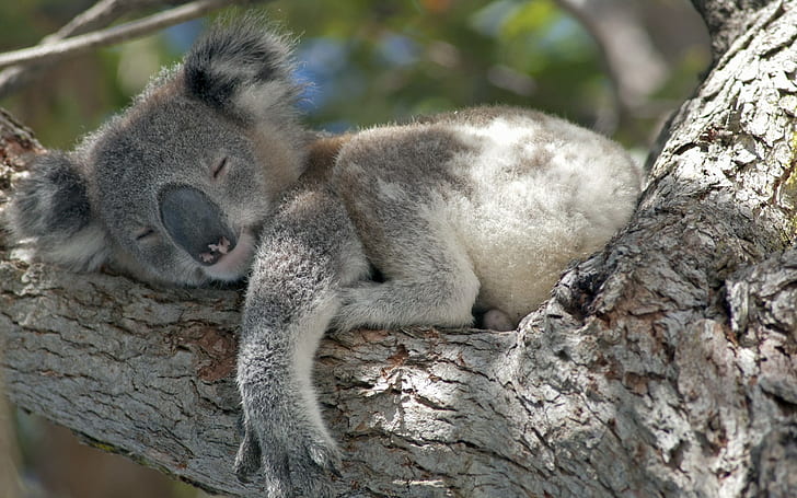 Koala sleeping Wallpaper 4k Ultra HD ID:10779
