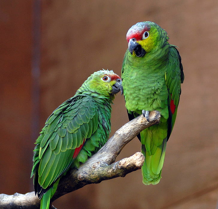 two green and red parrots on tree trunk, ecuadorian amazon, parrots, ecuadorian amazon, HD wallpaper
