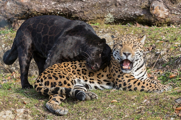 Wild cats, jaguars, Predators, black jaguar, panther, pair, jaws, HD wallpaper