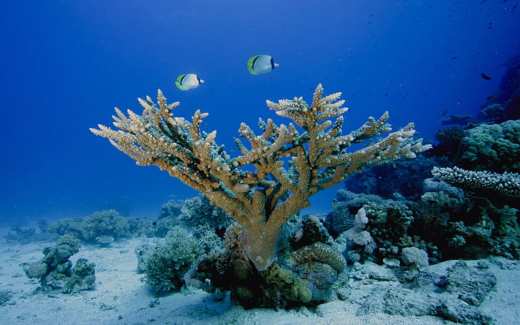 brown coral, sea life, animals, underwater, fish, undersea, animals in the wild, HD wallpaper