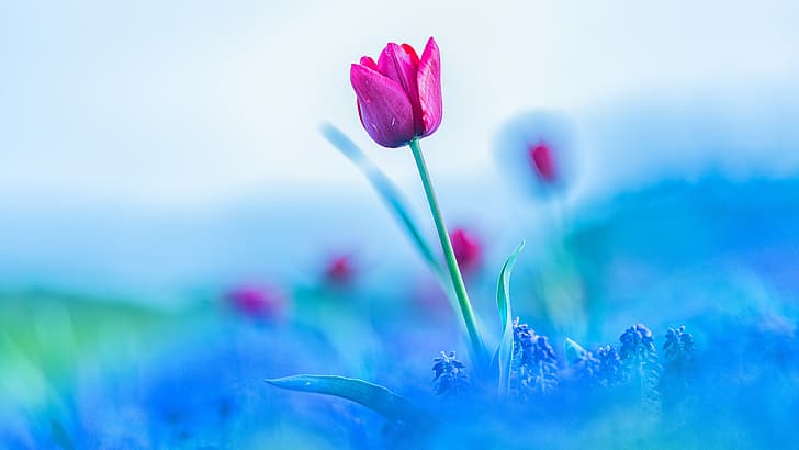 HD wallpaper: colorful, flowers, plants, blue, tulips | Wallpaper Flare