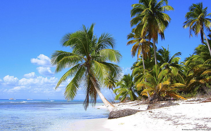 green coconut tree, nature, landscape, beach, palm trees, summer, HD wallpaper