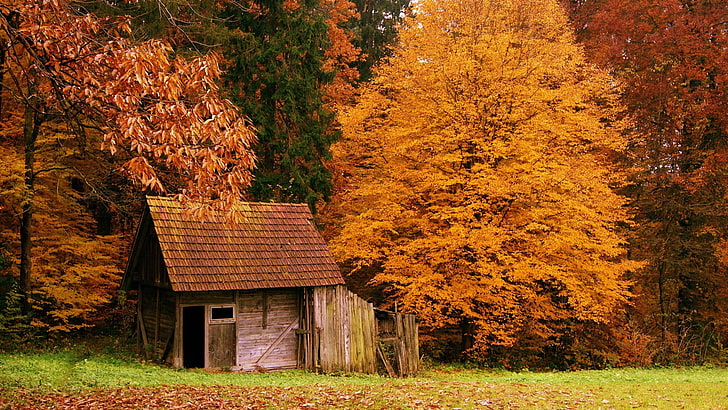 brown wooden shed, fall, house, leaves, nature, autumn, tree, HD wallpaper