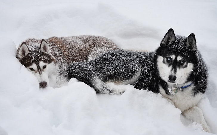 two black and brown Siberian Huskies, dog, Siberian Husky , snow, HD wallpaper