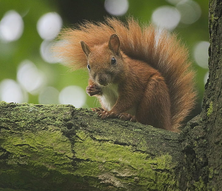 photo of brown squirrel on tree, red squirrel, red squirrel, tree  squirrel
