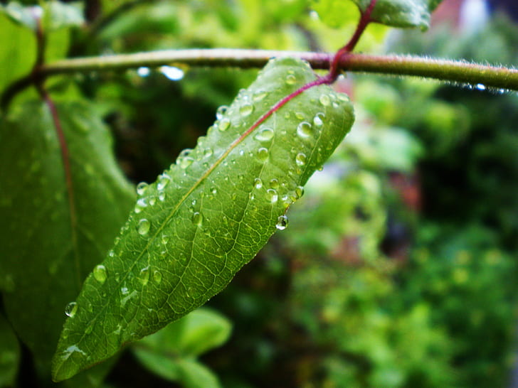 green leaves in tilt shift lens photography, rain, wet, garden, HD wallpaper