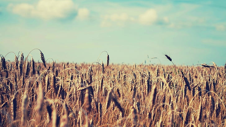wheat, sky, depth of field, HD wallpaper