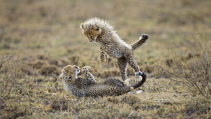 Cats, Cheetah, Africa, Baby Animal, Cub, Cute, Playing