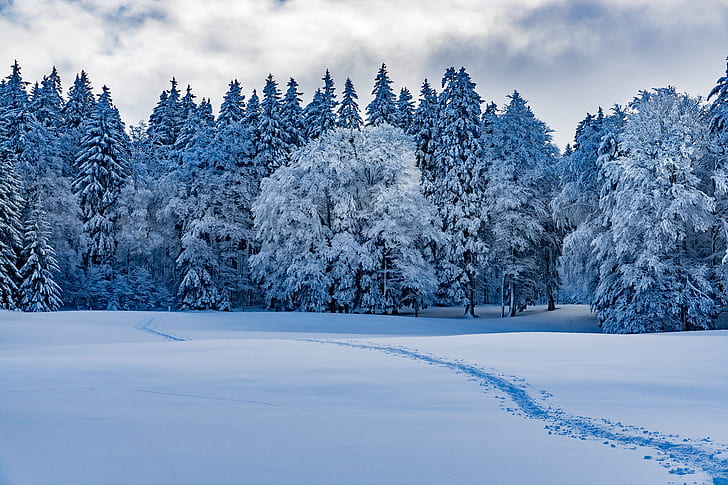 nature, winter, snow, landscape, forest, snow tracks, clouds